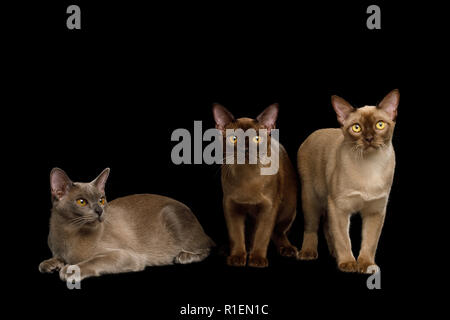 Tre gatti della Birmania in piedi e cercando nella fotocamera, isolati su sfondo nero, vista frontale Foto Stock