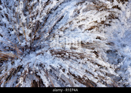 Erba sotto la neve dopo la tempesta di neve Foto Stock