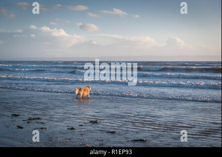 Il golden retriever cane sulla spiaggia di Newton, Galles del Sud Foto Stock