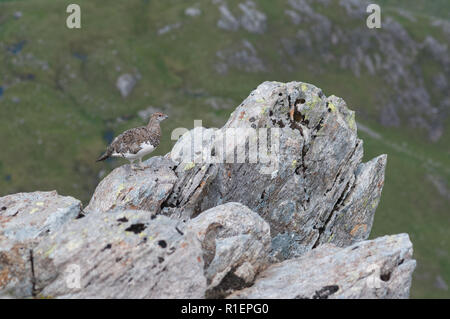 Ptamigan (Lagopus muta) in estate piumaggio nelle Highlands scozzesi Foto Stock