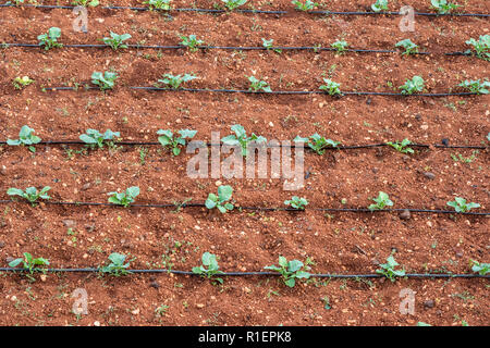 Piante Agricole in righe con tubi di irrigazione. campo con colture. Vista da sopra, arial vista. Posizione orizzontale Foto Stock