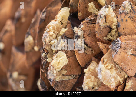 Macro shot di dare off sap da zucchero gigante pigna raccolte nel nord-ovest del pacifico. Foto Stock