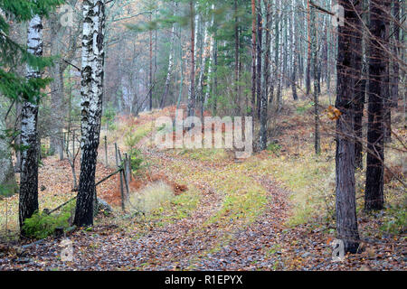 Strada forestale della curvatura attraverso un autuminal paesaggio forestale in Bogesundslandet, vicino a Stoccolma, Svezia Foto Stock