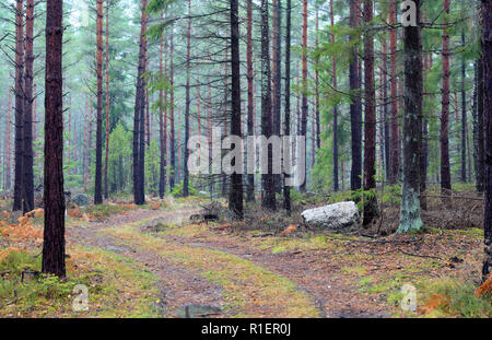 Strada forestale della curvatura attraverso un autuminal paesaggio forestale in Bogesundslandet, vicino a Stoccolma, Svezia Foto Stock