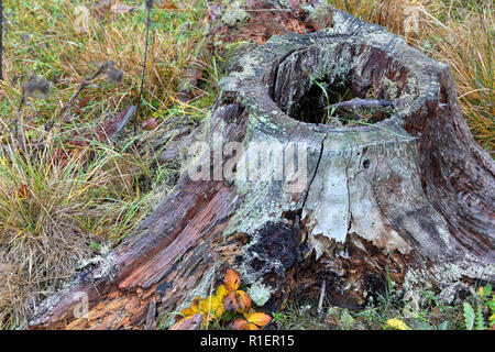 Una cava ceppo di albero in una foresta di autunno in Bogesundslandet, vicino a Stoccolma, Svezia Foto Stock