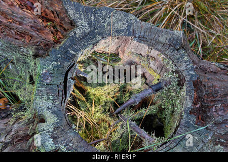 Cercare in una cava di ceppo di albero in una foresta di autunno in Bogesundslandet, vicino a Stoccolma, Svezia Foto Stock