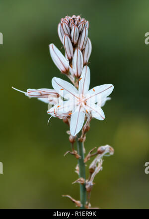 Estate Fiore Asphodel closeup shot con a sfocare lo sfondo di colore verde di ripresa macro. Foto Stock