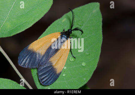 Arancio-patchato Smoky Tarma Pyromorpha dimidiata Foto Stock