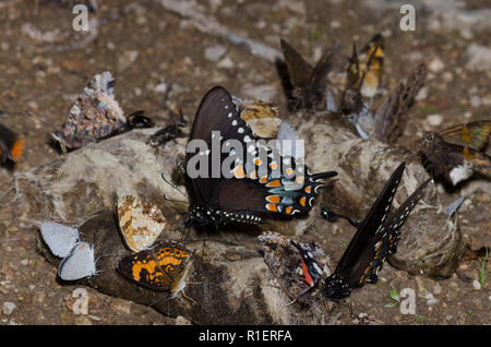 Otto specie di farfalle sul coyote scat Foto Stock