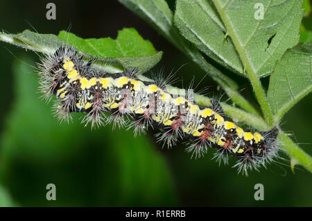 Macchie di pugnale, Acronicta oblinita, larva alimentazione su blackberry, Rubus sp. Foto Stock