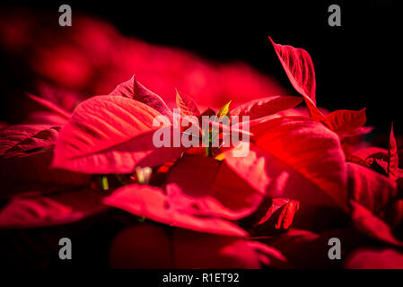 Chiusura del Comune, Poinsettia X'mcome fiore Foto Stock