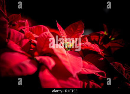 Chiusura del Comune, Poinsettia X'mcome fiore Foto Stock