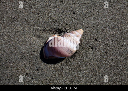 Esplorare una spiaggia locale su una bella mattina di primavera. Vari crostacei; spisola; molluschi. Foto Stock