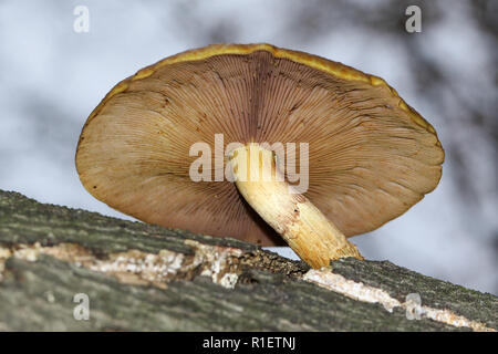 Un bel Golden scalycap fungo (Pholiota aurivella) crescente da un decadimento di albero in una foresta nel Regno Unito. Foto Stock