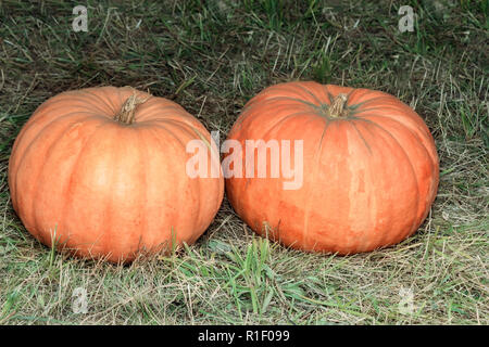Sul verde l'erba si trovano due big red zucca matura. Foto Stock