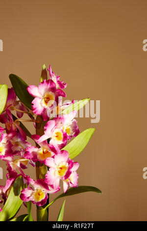 Un fiore spike di un Dendrobium Nobile contro uno sfondo semplice Foto Stock