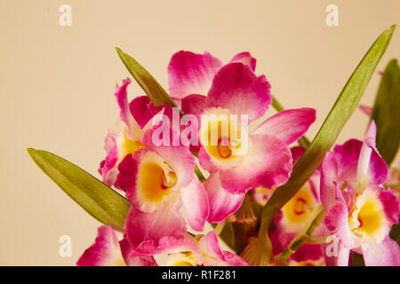 Un vicino di fiori di un rosa Dendrobium Nobile con uno sfondo semplice, Foto Stock