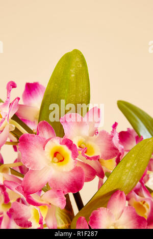 Un vicino di fiori di un rosa Dendrobium Nobile con uno sfondo semplice, Foto Stock