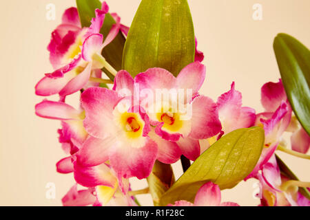 Un vicino di fiori di un rosa Dendrobium Nobile con uno sfondo semplice, Foto Stock