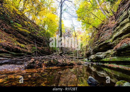 Un albero con radici esposte nel mezzo di un canyon presso Matthiessen parco dello Stato con l'arancio e giallo cadono le foglie che cadono intorno ad esso. Foto Stock