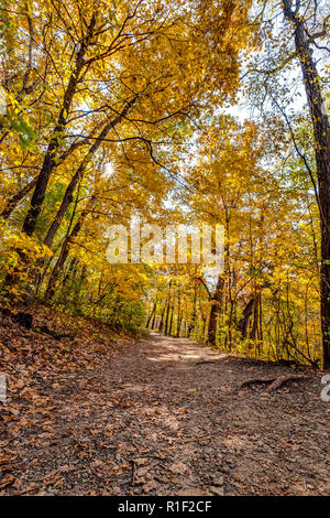 Un sentiero forestale in Matthiesen stato parco in autunno con la chioma virava al giallo/arancione e la lascia cadere degli alberi. Foto Stock