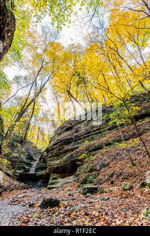 Un sentiero forestale in Matthiesen stato parco in autunno con la chioma virava al giallo/arancione e la lascia cadere degli alberi. Foto Stock