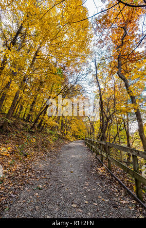 Un sentiero forestale in Matthiesen stato parco in autunno con la chioma virava al giallo/arancione e la lascia cadere degli alberi. Foto Stock