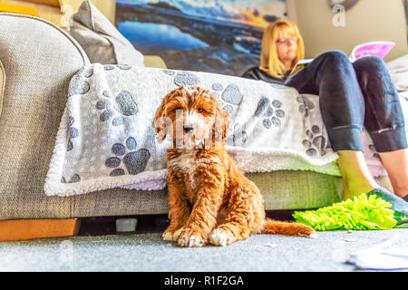 Cockapoo cucciolo, cocker spaniel cross barboncino cucciolo, Cockapoo cuccioli, Cockapoo, rosso e bianco Cockapoo, cucciolo, cuccioli, grazioso cucciolo, adorabili cuccioli, Foto Stock