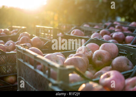 Casse di appena raccolto le mele rosse raccolto in apple Orchard. Foto Stock