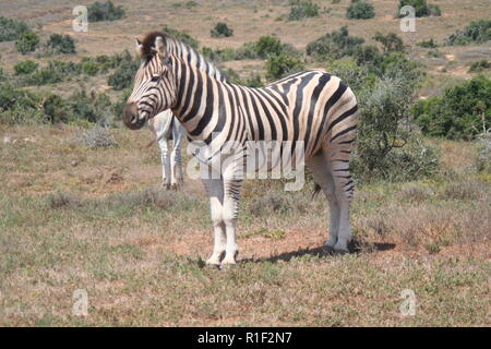 Burchells, Zebra, addo, nazionale, park, sud africa,Equus quagga burchellii Foto Stock