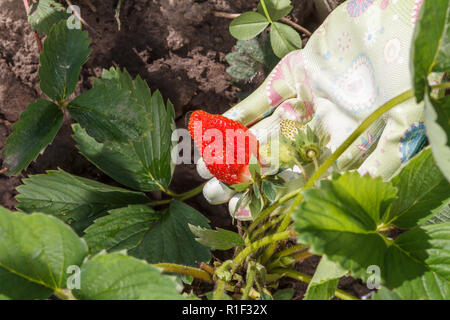 Giardiniere femmina trattiene le fragole in mano vestito in guanto di gomma. Mature e frutti immaturi fragole crescere sulla boccola in giardino Foto Stock