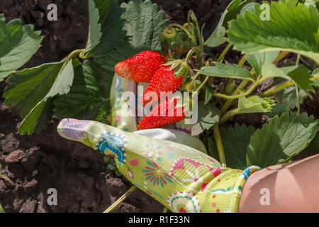 Giardiniere femmina è in possesso di fragole mature in mano vestito in guanto di gomma. Mature e frutti immaturi fragola crescente sulla boccola in giardino Foto Stock