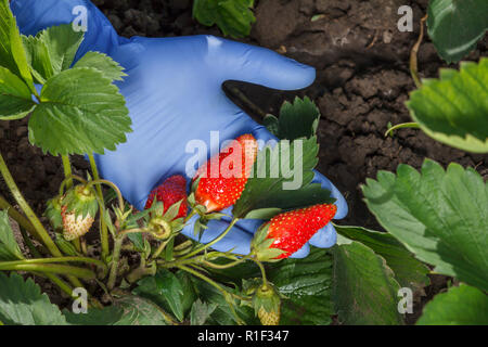 Il giardiniere è in possesso di fragole mature in mano vestita di azzurro guanto in lattice. Mature e frutti immaturi fragola crescente sulla boccola in giardino Foto Stock