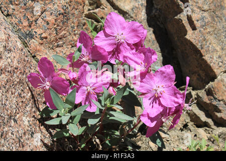 Dwarf Fireweed a.k.a. La bellezza del fiume Willowherb Chamerion latifolium (Epilobium latifolium) Foto Stock