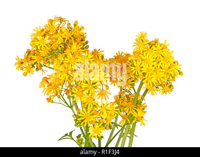Di colore giallo brillante fiori di primavera del North American native cressleaf erbaccia groundsel o butterweed (Packera glabella, precedentemente Senecio glabellus) isolat Foto Stock