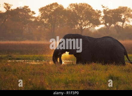 Elefante africano Foto Stock