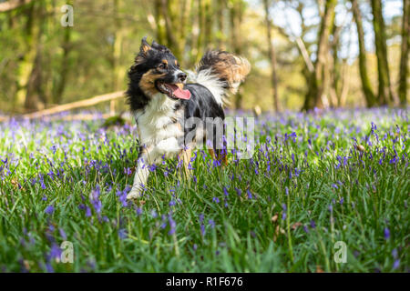 Una giovane collie di confine tricolore in una foresta con un pavimento coperto di bluebell Foto Stock