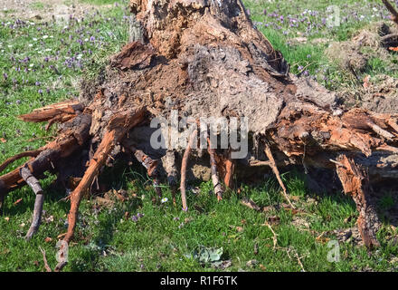 Primo piano di un sradicate tronco di albero dopo il vento molto forte Foto Stock