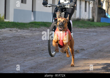 Piccolo Cane e il suo proprietario di prendere parte a una popolare gara canicross con bicicletta (bikejoring) Foto Stock