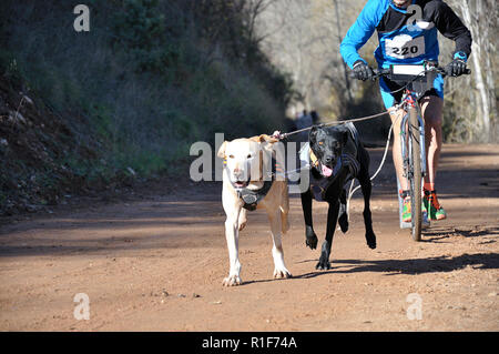 Due cani e loro musher prendendo parte ad un popolare canicross con una montagna di diggler scooter Foto Stock