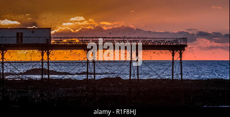 Un murmuration di storni sulla costa occidentale del Galles in una piccola città balneare di Aberystwyth, Ceredigion. Questa è una vista generale di ogni anno come questo mi Foto Stock