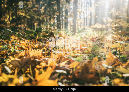 Autunno paesaggio forestale foglie gialle giacciono a terra, varie piante, percorso di foresta Foto Stock