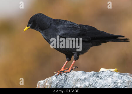 Alpine CHOUGH Pyrrhocorax graculus seduti sulla pietra Foto Stock