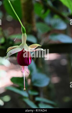 Un unico Fiore Fucsia appesa in un giardino ombreggiato Foto Stock