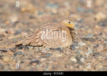 Incoronato Sandgrouse (Pterocles coronatus), femmina adulta rannicchiato sul terreno in un deserto pietroso in Marocco Foto Stock