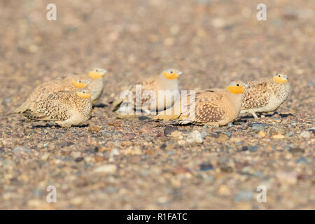 Avvistato Sandgrouse (Pterocles senegallus), piccolo gregge di appoggio al suolo in Marocco Foto Stock