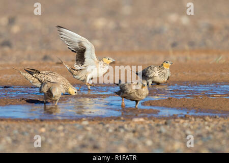 Avvistato Sandgrouse (Pterocles senegallus), piccolo gregge a bere piscina in Marocco Foto Stock