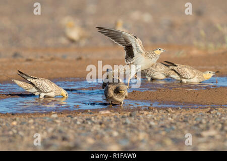 Avvistato Sandgrouse (Pterocles senegallus), piccolo gregge a bere piscina in Marocco Foto Stock