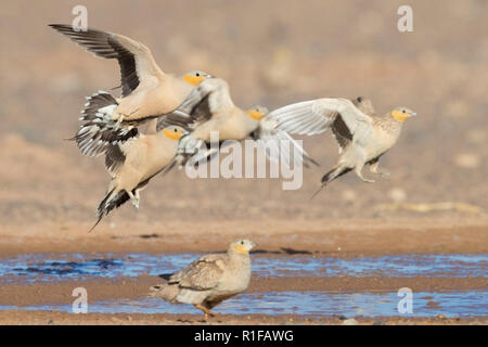 Avvistato Sandgrouse (Pterocles senegallus), piccolo gregge in atterraggio a bere la piscina Foto Stock