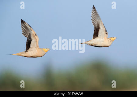 Avvistato Sandgrouse (Pterocles senegallus), un maschio e una femmina in volo Foto Stock